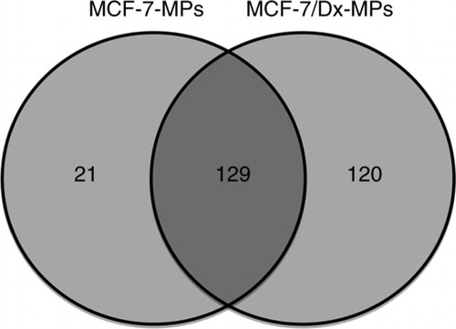 Fig. 2 Venn diagram depicting the comparison of proteins identified in microparticles (MPs). Proteins identified in MPs derived from drug-sensitive breast cancer cells (MCF-7) and drug-resistant breast cancer cells (MCF-7/Dx).