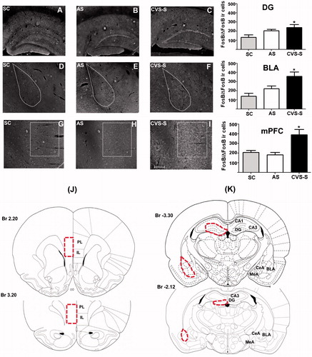 Figure 4. FosB/ΔFosB-like immunoreactivity in the hippocampal dentate gyrus (DG), basolateral amygdala (BLA) and medial prefrontal cortex (mPFC) of CVS-S, AS and SC rats. Left panels show representative images of dark-field photomicrographs (immunoreactive nuclei are white) from DG (A–C), BLA (D–F) and mPFC (G–I) of SC, AS and CVS-S rats. Right panels show bar graphs of quantified data. Significant increase in FosB/ΔFosB immunoreactive cells was observed in CVS-S-exposed rats in the DG (*p < 0.05 versus SC), BLA (*p < 0.05 versus SC and AS) and mPFC (*p < 0.05 versus SC and AS), (one-way ANOVA and Tukey's post-hoc). Data are shown as mean + SEM, n = 6–7/group. Bottom panels show stereotaxic illustrations adapted from the atlas of Paxinos & Watson. (J) Sections were quantified from the DG and BLA as shown with dotted lines from slices using bregma (Br) −2.12 mm to −3.30 mm. (K) Sections for the mPFC were quantified as shown with dotted lines from Br 3.2 mm to 2.20 mm. (CVS = chronic variable stress-shock, AS = acute shock, SC = shock control). Scale bar = 5 µm (panel I).