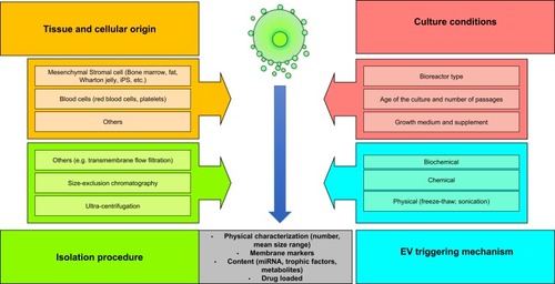 Figure 1 Production variables known to influence extracellular vesicle (EV) properties such as the cell type, cellular origin, cell culture conditions, mechanisms used to trigger EV release, isolation procedure of EVs, and storage conditions.