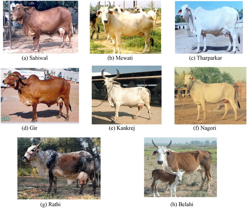 Figure 1. Different cattle breeds studied: (a) Sahiwal, (b) Mewati, (c) Tharparkar, (d) Gir, (e) Kankrej, (f) Nagori, (g) Rathi and (h) Belahi.