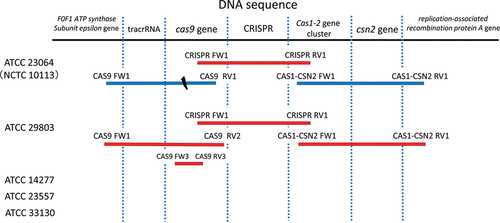 Figure 1. PCR amplification of the CRISPR/Cas system within the genomic sequences of Mycoplasma salivarium strains. For ATCC 23064 and ATCC 29803, the genomic sequences were amplified using primer pairs, which are shown at both ends of the bars. For ATCC 14277, 23557, and 33130, the genomic sequences were not amplified using any primer pairs. Red bars indicate that amplified PCR products were sequenced via primer walking or capillary sequencing. Blue bars indicate PCR amplification alone without sequencing. The black dash indicates the disruption in the gene sequence. PCR, polymerase chain reaction; ATCC, American Type Culture Collection; CRISPR, clustered regularly interspaced palindromic repeats; Cas, CRISPR-associated.