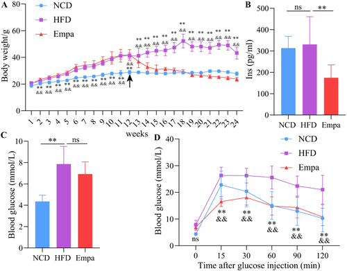 Figure 1 Empagliflozin ameliorated HFD-induced obesity and blood glucose. (A) Folding line graph of body weight change over time for each group of mice (n=9). The black arrow indicates the point in time when empagliflozin intervened. The ** on the first straight line indicates HFD vs NCD, P<0.01. **HFD vs NCD, p<0.01. &&HFD vs Empa, p<0.01. (B) Comparison of insulin levels in three groups of mice (n=8). (C) Comparison of fasting blood glucose levels in the three groups of mice (n=8). (D) IPTGG results. **HFD vs NCD, p<0.01. andand, HFD vs Empa, p<0.01. ns, P>0.05.