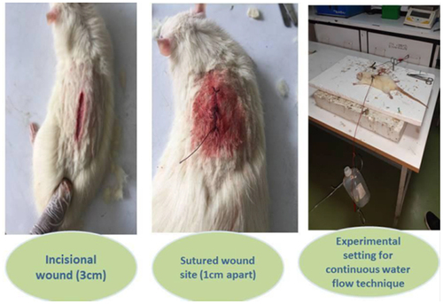 Figure 3 Incision wound experiment. Showing a 3cm longitudinal wound created on dorsal area of animals, sutured 1cm apart and the continuous water flow experiment to investigate breaking strength of wound site.