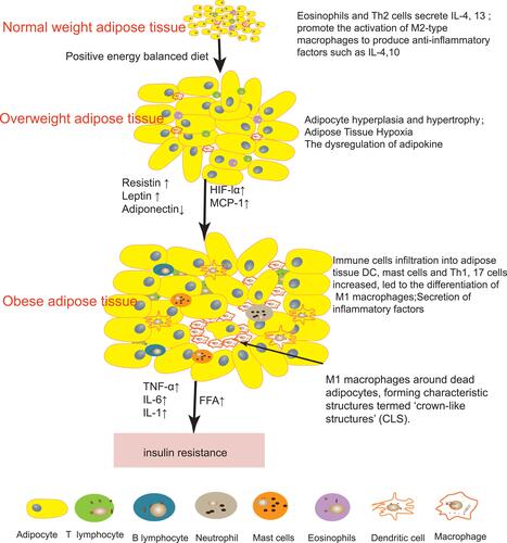 Figure 1 Changes of immune cells in obese adipose tissue. In healthy adipose tissue, Eosinophils and Th2 cells secrete IL-4,13 promote the activation of M2-type macrophages to produce anti-inflammatory factors such as IL-10 and IL-4. With continuous dietary intake, adipocytes gradually proliferate and hypertrophy, releasing more adipokines to regulate body balance, and local hypoxia due to limited capillaries releases hypoxia inducible factor-1 (HIF-1). All these factors will cause more pro-inflammatory immune cells to infiltrate the adipose tissue. Pro-inflammatory immune cells secreted inflammatory signals and free fatty acid (FFA) will further lead to insulin resistance.