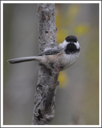 Figure 2 The black-capped chickadee (Poecile atricapillus) is a non-migratory food-caching bird commonly used in studies on the relationship between the environment, the brain and memory. Photograph by TCR.