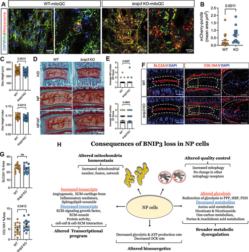 Figure 11. Deletion of Bnip3 does affect disc health of 4-month-old mice. (A) Representative images of disc sections from 4-month-old WT and bnip3 KO-mitoQC reporter mice showing mitochondrial morphology (GFP labeling) and mCherry-positive (red) mitolysosomes from the NP compartment. (B) Quantification of mCherry-positive mitolysosmes from WT-mitoQC and bnip3 KO- mitoQC mouse NP tissue sections. DAPI-stained nuclei are shown in blue. Z-stack images were used for the calculations. (n = 3–4 discs/animal, 4 animals/genotype, 14–16 discs/genotype). (C) Disc height, and disc height index of 4-month-old WT and bnip3 KO mice. (n = 5–6 lumbar discs/animal, 9 animals/genotype, 52–54 lumbar discs/genotype). (D) Safranin O/Fast Green staining of lumbar discs showing disc morphology and overall proteoglycan content in the intervertebral disc. Whole disc (scale bar: 200 μm) and high-magnification images of the NP and AF compartment (scale bar: 100 μm) in 4-month wild-type and bnip3-KO mice. (E) Histological grade of degeneration using modified Thompson grading scale. (n = 5–6 lumbar discs/animal, 10 animals/genotype, 59–60 discs/genotype). (F, G) Representative images and quantitative immunohistological staining of SLC2A1 and COL10A1 from WT and bnip3 KO discs. (n = 5–6 lumbar discs/animal, 3 animals/genotype, 17–18 discs/genotype). Quantitative data represent mean ± SEM. Statistical significance was determined using a t-test (C, G) or Mann-Whitney test (B, E) if data were not normally distributed. (H) Schematic showing the consequences of BNIP3-loss on metabolic homeostasis and mitochondrial function in NP cells. PPP: pentose phosphate pathway; HBP: hexosamine biosynthetic pathway; PDH: pyruvate dehydrogenase. Quantitative measures were determined by using an unpaired t-test or Mann-Whitney test if data were not normally distributed.