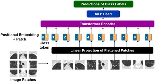 Figure 5. The processes in the Vision Transformer.