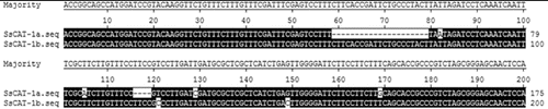Figure 4. Alignment of partial DNA sequences of SsCAT-1a and SsCAT-1b.
