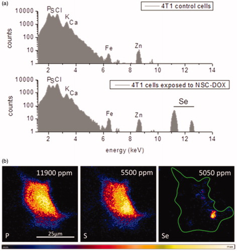 Figure 8. Ion beam microscopy analyses: (a) µPIXE spectra of control cells and 4T1 cells exposed to NCS-DOX NPs over 6 h; characteristic K – X-ray lines of the cellular elements and selenium element are labelled. (b) µPIXE images of phosphor, sulphur and selenium distribution pattern in a 4T1 cell exposed to NCS-DOX NPs over 6 h; the green line denotes the selected region of interest (color figure online).