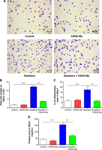 Figure 2 Effects of CDDO-Me treatment on inflammatory cell infiltration and total protein concentration in BALF of mice treated with radiation.