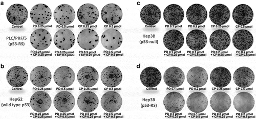 Figure 1. Combination of PD with CP effectively inhibits colony formation of HCC cells.The indicated cell lines were seeded into six-well culture plates at a desired density. Then, the cells were treated with PD, CP or their concurrent combination the next day. After 2 weeks, the plates were stained for the formation of cell colonies with crystal violet dye in methanol. The photograph of one well in a representative experiment is shown for each treatment in the colony formation assay. (A) PLC/PRF/5 cells (p53-RS); (B) HepG2 cells (wild-type p53); (C) Hep3B cells (p53 null); (D) Hep3B cells (p53-RS).