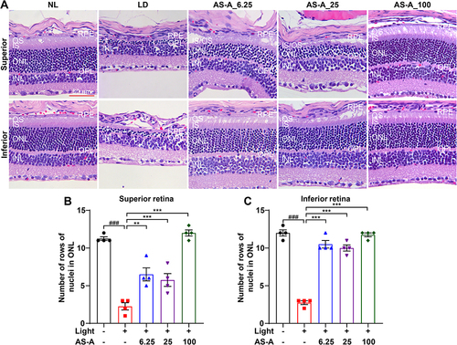 Figure 2 AS-A protects against bright light-induced morphological impairment of photoreceptors. Eyes were enucleated from the indicated treatment groups 7 d after bright light exposure. (A) Histological examination was performed by HE staining. Representative micrographs taken from the central retinas were presented. (B and C) Number of rows of nuclei in ONL was measured in the superior and inferior retina, respectively. White asterisk and closed triangle point to diminished ONL and IS/OS, respectively. Data were expressed as mean±S.E.M (n=4 per group). ### Compared to that from NL, P<0.001; ** compared to that from LD, P<0.01; *** compared to that from LD, P<0.001.