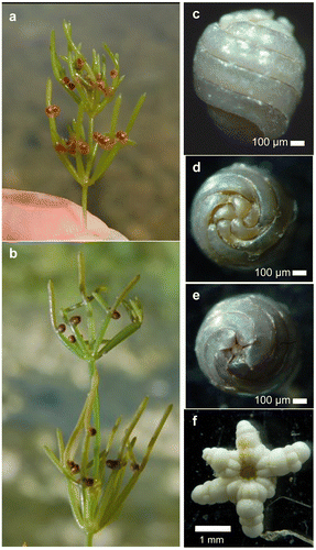 Figure 5. N. obtusa from the lake Bois d’Avaz. (a) Female specimen with ripe calcified oospores (22 September 2010, ≈ 2700 G.D.D.). (b) Male specimen with ripe antheridia (27 July 2010, ≈ 1850 G.D.D.). (c–e) Lateral, apical and basal view of a gyrogonite. (f) Star-shaped bulbil. (photos: Boissezon A).