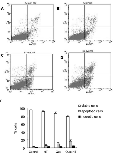 Figure 5. Apoptotic cells detected by FCM with annexin V conjugated with PI staining. K562/A cells were without any treatment (A) and treated with HT (B), Que (C) and Que + HT (D) for 24 h. (E) Viable cells, apoptotic cells, and necrotic cells were analyzed.