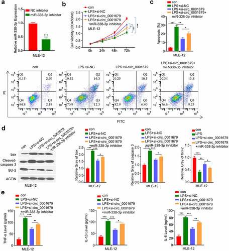 Figure 4. Knockdown of circ_0001679 inhibits LPS-induced cell injury in MLE-12 cells via regulating miR-338-3p. (a) miR-338-3p expression in different treatment groups was measured through qRT-PCR; (b) The light absorption value at 450 nm in different groups of MLE-12 cells at 0 h, 24 h, 48 h, 72 h were detected by CCK-8; (c) The apoptosis levels in different MLE-12 cell groups were measured through flow cytometric analysis; (d) The protein expression levels of Bcl2, cleaved-cas3, Bax and GAPDH in different experimental groups of MLE-12 cells were measured by Western blot; E, IL-6, TNF-α, and IL-1β levels in different treatment groups were measured through ELISA. *p < 0.05; **p < 0.01; ***p < 0.001.