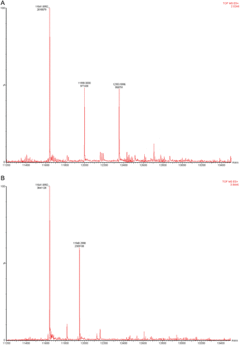 Figure 7.  (A) LC/MS analysis of covalent binding of 2-AAPA to GRX-1. GRX-1 inhibited by 2-AAPA 0.1 mM for 20 minutes. The native enzyme has an m/z of 11641. In the inhibited sample, additional peaks are observed at m/z 11,997 and 12,353, corresponding to monothiocarbamoylation at one or two cysteines, respectively. (B) LC/MS analysis of covalent binding of 2-AAPA to GRX. GRX-1 with 2-AAPA 0.1 mM and substrate (GSH 2 mM/HED 1.4 mM). The signals from the addition of 2-AAPA are not observed in the sample incubated with inhibitor and substrate; the signal at m/z 11,948 corresponds to the addition of glutathione.