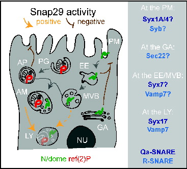 Figure 9. A model for Snap29 function at distinct steps of trafficking in epithelial cells. Schematic model illustrating Snap29 activity on membrane trafficking routes and organelle morphology in epithelial cells. Labels as in Figure 1. Qa- and R-SNARE likely to interact with Snap29 at distinct steps of trafficking based on our study and the literature are listed on the right. AM, amphisome; AP, autophagosome. EE, early endosome; GA, Golgi apparatus; LY, lysosome; MVB, multivesicular body; NU, nucleus; PG, phagophore; PM, plasma membrane.