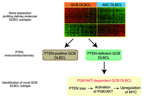 Figure 1. Combination of gene expression profiling and immunohistochemical PTEN staining defines a germinal center B-cell-like subtype that is dependent on PI3K/AKT and MYC signaling.