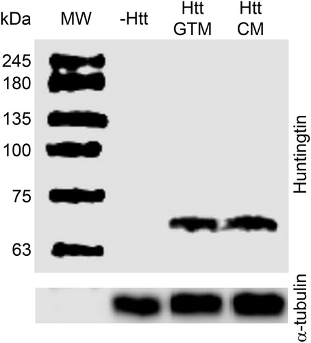 Figure 2 Green Tea does not influence Htt Protein Levels. A representative immunoblot with antibody raised against the N-terminal part of human Htt (top panel) shows unaltered levels of mutant Htt in head extracts of Httex1p-Q93 expressing flies reared on GTM or CM (lanes 3 and 4, respectively; at least five biological replicates per treatment were inspected). In the absence of the elav-GAL4 neuronal driver (lane 2), the Httex1p-Q93 transgene is not expressed. Immunoblot with anti-α-tubulin antibody (bottom panel) serves as loading control.
