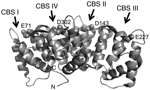 Fig. 1. Schematic representation of Anx4.Notes: Image produced with PyMOLCitation33) using the PDB data (PDB entry 2ZHJ) for annexin IV.Citation20) Arrows represent the positions of CBS I, II, III, and IV, respectively; N and C indicate the N- and C-termini. Spheres represent the mutated residue on each CBS.
