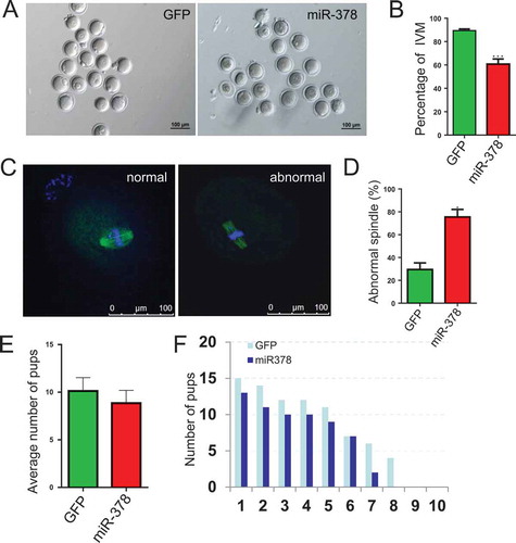 Figure 6. MicroRNA-378 reduced the percentage of oocyte maturation. (a) Oocytes after IVM 16–18 h. (b) Percentage of IVM after different treatments. (c) Normal and abnormal spindle assembling of oocytes. (D) The ratio of abnormal spindle assembling of oocytes after different treatments. (e) The treated female mice were maintained at normal condition and were mated with normal male mice. After birth, the average number of pups was counted. (f) The compared number of pups/litter in each batch of the paired breeding. Data are Mean ± SD of at least three independent experiments; *P < 0.05; **P < 0.01; ***P < 0.001.