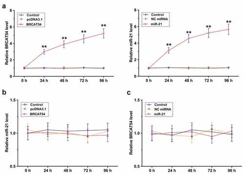 Figure 4. The role of BRCAT54 and miR-21 in regulating the expression of each other. Primary VS cells were overexpressed with BRCAT54 or miR-21, and the overexpression was confirmed every 24 h until 96 h (a). RT-qPCR were performed to detect the expression of miR-21 in BRCAT54-overexpressing cells (b) and the expression of BRCAT54 in miR-21-overexpressing cells (c). **, p < 0.01.