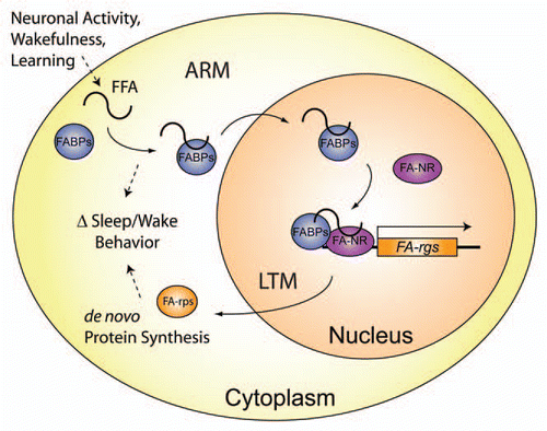 Figure 4 Proposed model for Fabp cellular processes regulating sleep and memory formation. Upon neuronal activation, wakefulness, or learning events (such as repeated stimulation during ARM training), free fatty-acids (FFA) are liberated from the cell membrane or other lipid stores, and can modulate sleep/wake. Increases in the relative amount of cytoplasmic Fabps bind more FFA and thereby regulate cellular responses to lipid signals. Following LTM training, additional FFA are liberated, to which Fabp will sequester and transport to the nucleus in order to activate fatty-acid nuclear receptors (FA-NR) and regulate transcription of downstream fatty-acid responsive genes (FA-rgs). This altered transcription will generate a change in protein synthesis of FA-rgs (FA-rps), which in turn modulates sleep/wake behavior.
