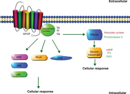 Figure 1 Schematic representation of the components of a GPCR system.Abbreviations: GPCR, G protein-coupled receptor; cAMP, cyclic-adenosine monophosphate; DAG, diacylglycerol; IP3, Inositol trisphosphate; ERK, extracellular signal-regulated kinase; JNK, c-Jun N-terminal kinase; RhoA, Ras homolog gene family, member A; p38, p38 member of the mitogen-activated protein kinase family; P13K, phosphoinosiide 3-kinase.