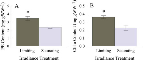 Fig. 6–7. Photosynthetic pigment content of Heminura frondosa (mg g WW−1) acclimated to saturating (150 µmol photons m−2 s−1) and limiting (30 µmol photons m−2 s−1) irradiance (6) PE and (7) Chl a. Bars represent mean ± SE, n =10, * = p < 0.05 (Wilcoxon rank sum test)