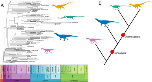 Figure 2. The ’Ornithoscelida’ hypothesis represented as both a time-scaled phylogeny based on the tree from Baron et al. (Citation2017a) (A) and as a simplified topology highlighting the relationships between major clades (B). Major clades represented by silhouettes are: Silesauridae (pink), Sauropodomorpha (blue), Ornithischia (green), and Theropoda (orange). Silhouettes sourced from phylopic.org: Asilisaurus kongwe by Scott Hartman attribution 3.0 unported edited (pink), Riojasaurus incertus by Tasman Dixon CC0 1.0 license (blue), Scutellosaurus lawleri by Scott Hartman public domain mark 1.0 (green), and Dilophosaurus wetherilli by Tasman Dixon CC0 1.0 license (orange). Time-scaled phylogeny generated using the R package strap (Bell & Lloyd, Citation2015).