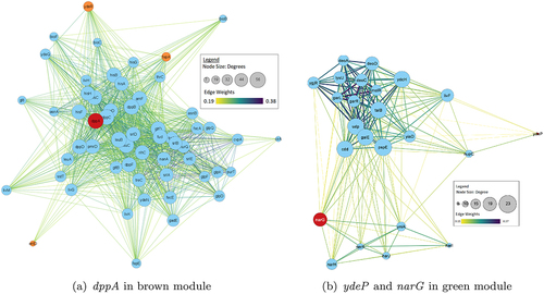 Figure 7. Network visualization of first neighbors using Cytoscape for strain 102651. Node size resembles its degree. It is observed that dppA is highly connected in the module. ydeP shows least connections. A larger node represents a higher number of connections. Larger edge weights are represented with thicker and blue lines.