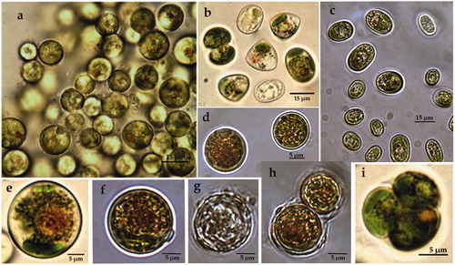 Figure 1. LM microphotographs of strain ACUS 00002 from culture material in 2007–2009 (a, b, e, i) and in May 2018 (c, d, f, g, h).Note: Scale bar is indicated on each microphotograph.