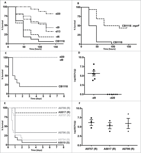 Figure 1. Daptomycin resistance in S. aureus correlates with altered virulence and in vivo persistence. (A) G. mellonella infection of a laboratory-derived series of isolates with incremental increases in daptomycin MIC was performed (n = 16 for each strain). For clarity, CB1618-d6, CB1618-d9, CB1618-d13, CB1618-d20 are represented by d6, d9, d13 and d20 respectively. Virulence attenuation was observed for CB1618-d9 when compared to CB1618-d6 (P < 0.01) and CB1618-d20 when compared with CB1618-d13 (P < 0.01). No significant virulence attenuation was observed for CB1618-d6 (P = 0.44) and CB1618-d13 (P = 0.70) when compared to their respective progenitor strains. (B) An mprF deletion strain (CB1118ΔmprF) produced significantly less killing of G. mellonella when compared to its progenitor (P < 0.001, n = 16 for each strain). (C) CB1618-d9 and CB1618-d20 were attenuated for virulence in a murine septicaemia model (P < 0.001, n = 10 for each strain). (D) CB1618-d9 was capable of in vivo persistence as determined by bacterial densities in the kidneys of mice 7-days post infection. In contrast, bacterial burden was not observed in the kidneys of mice infected with CB1618-d20. (E) Virulence of 3 DAP-exposed clinical pairs was assessed using a murine septicaemia model. The daptomycin-resistant (R) isolates were significantly attenuated for virulence compared to their susceptible progenitors (S) (P < 0.001, n = 15 for each strain) and (F) were persistent in the kidneys of infected mice out to 7-days post-infection.