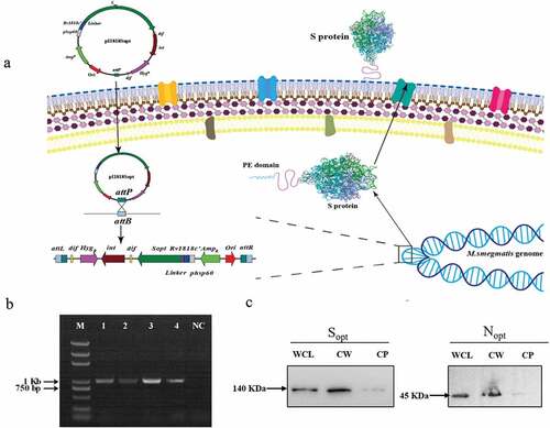 Figure 1. Construction of ZWY2-based recombinant M.smegmatis strains displaying the S and N on the surface. (a) Schematic illustration of the integration process of recombinant pI1818 plasmid into the M. smegmatis chromosome, and then the fused S protein with the transportation protein of the truncated PE_PGRS33 was located onto the cell surface. The attB is the Mycobacteriophage L5 integrase(int) recognition site located near the tRNAGly in the mycobacterium’s genome. The attP is the attachment site on Mycobacteriophage’s genome. After the integration, the fused protein was expressed and translocated to the cell wall through the PE domain of the truncated PE_PGRS33 protein. (b) Identification of ZWY2-based recombinant mycobacterial strains using FX and pF1 primers (Table S1). The FX is located in the gene HygR in the integrative plasmid, and the pF1 is located upstream of the attB site in the M. smegmatis genome. Lane1: DNA marker; Lane 2: ZWY2-S; Lane 3: ZWY2-S-HA; Lane 4: ZWY2-N; Lane 5: ZWY2-N-HA; NC: negative control (ZWY2). (c) Western blotting analysis of the subcellular fractions of ZWY2-S-HA and ZWY2-N-HA. WCL: whole cell lysate; CW: cell wall; CP: cell plasma; NC: negative control (the cell wall of ZWY2).