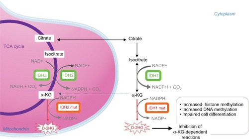 Figure 1 Enzymatic activities of wild type and mutated IDH enzymes.