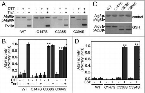 Figure 6. The Cys-to-Ser mutant proteins Atg4C338S and Atg4C394S are not redox-regulated. Atg4 activity was monitored as in Figure 2. (A) The activity of Atg4 WT, Atg4C147S, Atg4C338S, or Atg4C394S was determined after incubation for 2 h in the presence (+) or absence (−) of 25 μM DTT and 5 μM Trx1 as indicated. (C) Same as in (A) but after incubation for 2 h in the presence of 5 mM GSH. (B) and (D) Quantification of Atg4 activity determined as in (A and C), respectively. The reference sample for quantification was WT-Trx1+DTT and Atg4C394S+GSH in (B and D), respectively. The data are represented as mean ± standard deviation (n = 3). “**,” Differences were significant at P < 0.01 according to the Student t test between the DTT-WT and DTT-C338S or DTT-C394S mutants. The Atg8 and pAtg8 forms, and Trx1 are marked with arrowheads.