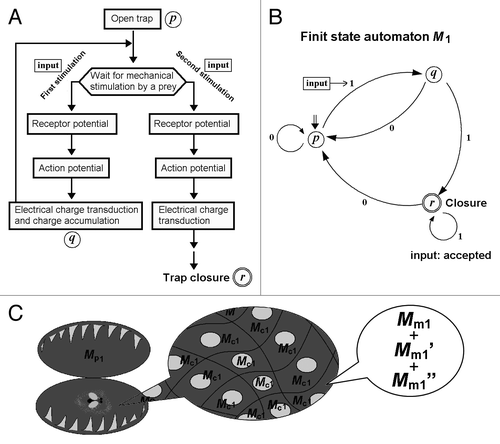 Figure 2. Volatile memory processing determining the closure of the trap in Venus flytrap can be attributed to “automata.” (A) The simplified signaling mechanism of trap closure induced after processing the mechanical input in Venus flytrap, supported by experimental and theoretical analyses (Modified from Volkov et al.13). (B) Transition state of FSA M1 counting the number of stimuli. The states allowed in M1 are represented by circles, and the transitions are represented by the arrows. The initial state is shown by the double arrow and the final state is shown with the double circle. Input can be accepted (thus, closure induced) only after repeated stimuli. FSA M1 = (Q1, Σ1, δ1, q01, F1), where Q1 = {p, q, r}, Σ1 = {0, 1}, δ1(p, 0) = p, δ1(p, 1), = q, δ1(q, 0) = q, δ1(q, 1), = r, δ1(r, 0) = p, δ1(r, 1), = r, q01 = r, F1 = r. (C) The behavior of FSA M1 can be attributed to two types of metaphorical FSA Mp1 and Mc1 functioning as a whole plant and the cells composing the plant, respectively. At the level of molecular interactions, the function for Mc1 can be considered as synthesis of functions for various molecular FSA (Mm1, Mm1’, Mm1”…).