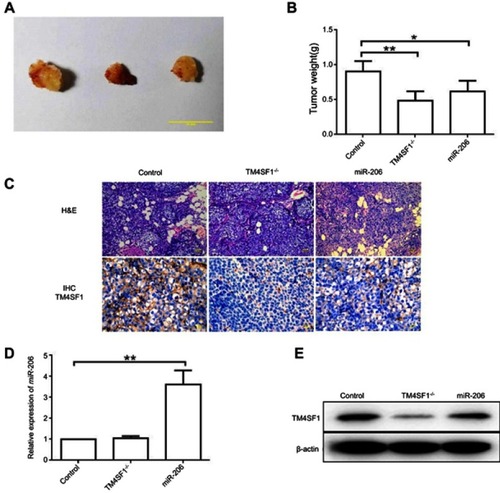 Figure 6 TM4SF1-KO MDA-MB-231 cells displayed a reduced tumor burden in BALB/c nude mice.Notes: (A) Representative images of breast tumors in control group, TM4SF1-/- group, and miR-206 group (N=6). (B) Average tumor weight of control group, TM4SF1-/- group, and miR-206 group (N=6). (C) Representative pictures of H&E staining and immunohistochemistry of TM4SF1 for breast tumors in the control group, TM4SF1-/- group and miR-206 group (N=6). (D) The miR-206 amount in the tumors of control group, TM4SF1-/- group and miR-206 group (N=6) was detected by real-time PCR. (E) Western blotting analysis of TM4SF1 expression in the tumors of the control group, TM4SF1-/- group, and miR-206 group (N=6). *P<0.05; **P<0.01.Abbreviations: TM4SF1, transmembrane 4 L6 family member 1; miR-206, microRNA-206; -/-, TM4SF1-knockout MDA-MB-231 cells.