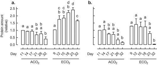 Figure 1. The leaf protein amount of AOX (a) and COXII (b) in Nicotiana tabacum germinated and grown at ACO2 (400 ppm) or ECO2 (1000 ppm). In each growth condition, leaf 5 was sampled at six different days after potting. These sampling times were chosen so that leaf 5 was of comparable size in the two growth conditions at each sampling time. For example, leaf 5 of ACO2-grown plants at Day 11 was comparable in size to leaf 5 of ECO2-grown plants at Day 9. All protein amounts were normalized to the protein amount in the ACO2-grown plant at Day 11, which was set to 1. Data are the mean ± SEM of three independent experiments (n = 3). For each independent experiment and treatment, protein was isolated from leaf tissue pooled from three replicate plants. Protein was analyzed by Western blot using antibodies AS04054 (AOX1/2) and AS04053A (COXII) (Agrisera, Vännäs, Sweden). Data were analyzed by one-way ANOVA, followed by a Tukey multiple comparison test, comparing all pairs within a growth condition (ACO2 or ECO2). Data bars not sharing a common letter are significantly different from one another (P < .05).