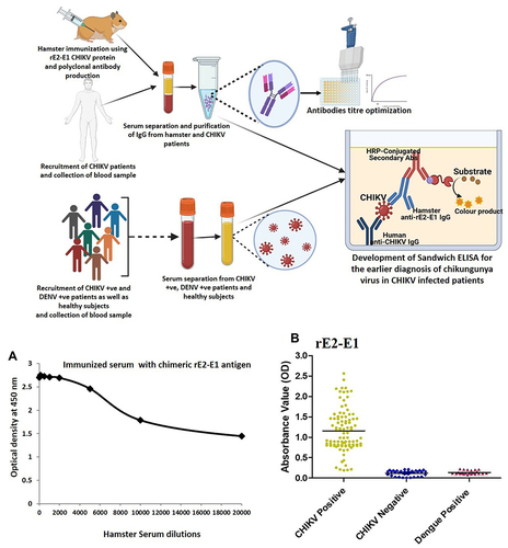 Figure 5 (A) Optimization of anti-rE2-E1 hamster antibody concentration utilizing indirect ELISA. Serial dilution of anti-rCHIKV E2-E1 hamster antibody (1:2000, 1:4000, 1:6000, 1:8000, 1:10,000, 1:12,000, 1:14,000, 1:16,000, 1:18,000, and 1:20,000) was applied for the detection of viral antigens (CHIKV). (B) Assessment of sandwich ELISA utilizing anti-CHIKV human antibody and anti-rCHIKV E2-E1 hamster antibody. In total, 96 CHIKV-positive serum samples, 36 CHIKV-negative serum samples, and 22 dengue-positive serum samples were evaluated. The absorbance was determined at 450 nm.