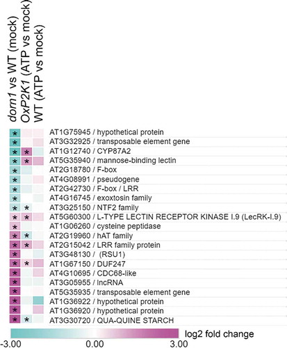 Figure 1. Heatmap of genes differentially expressed between dorn1-3 and WT without addition of exogenous ATP (mock), and the response of these genes to extracellular ATP in OxP2K1 and WT. An asterisk indicates that the gene expression was significantly different in the given comparison (FDR < 0.05). Heatmap was drawn with Morpheus (https://software.broadinstitute.org/morpheus).