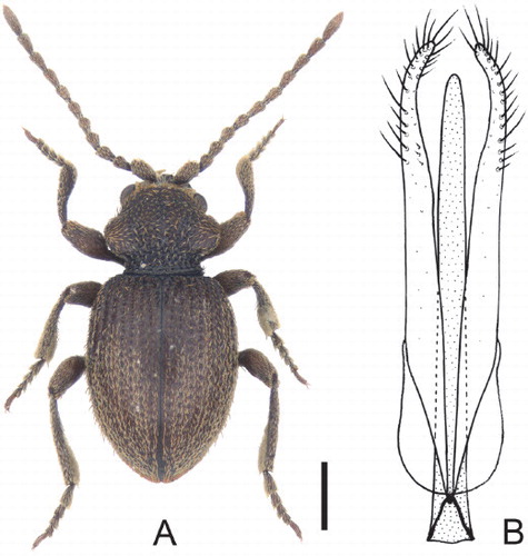 Figure 2. Soqotranus niptoides sp. n. A) Habitus. B) Aedeagus. Scale bar: 0.5 mm.