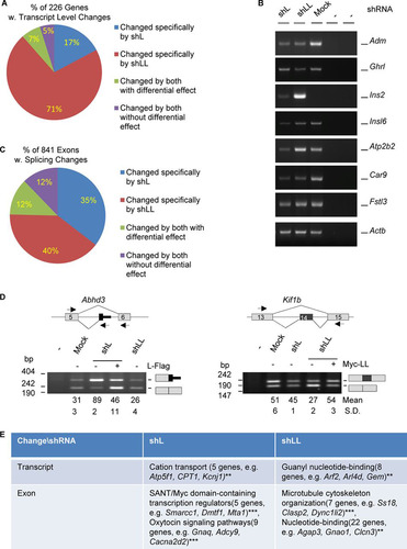 FIG 2 Profiles of transcripts and alternative exons controlled by hnRNP L and LL in GH3 cells. (A) Pie-shaped percent distribution of genes with fold changes of less than 0.5 or more than 2.0 (P < 0.05) and average read numbers of at least 50. (B) Representative agarose gels of RT-PCR products of a group of hormone or hormone-related genes differentially expressed in the knockdown samples. Adm, adrenomedullin; Ghrl, ghrelin; Ins2 e3, insulin 2, exon 3; Insl6, insulin-like 6; Atp2b2, ATPase, Ca2+ transporting, plasma membrane 2; Car9, carbonic anhydrase 9; Fstl3, follistatin like 3; Actb (beta-actin), RNA loading control; −, PCR or RT negative control. (C) Pie-shaped percent distribution of alternative exons changed by shL, shLL, or both. (D) Examples of alternative exons specifically changed by shL or shLL. Lines, introns; gray boxes, constitutive exons; black boxes, alternative exons; arrows, PCR primers; Abhd3, abhydrolase domain containing 3; Kif1b, kinesin family member 1b. (E) DAVID function clustering analysis of the most significantly clustered functions of genes changed at transcript or exon levels specifically by shL or shLL. **, P < 0.01; ***, P < 0.001.
