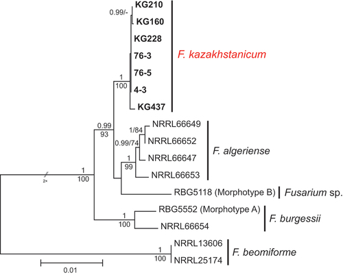 Figure 2. Maximum likelihood phylogenetic tree of representative isolates of Fusarium burgessii species complex. Isolates of the novel species from Kazakhstan, F. kazakhstanicum, are shown in bold. RAxML analysis was conducted on combined data set of six loci (TEF1, CaM, RPB1 A–C, RPB1 D–G, RPB2 5–7, and RPB2 7–11). Bayesian posterior probabilities (≥0.90) and ML bootstrap support (≥70) are shown before and after slashes, respectively. Scale bar indicates 0.01 expected changes per site.