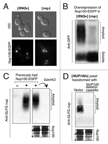 Figure 5. Prion-formation by full-length Nup100. (A) Overexpressed full-length Nup100-EGFP forms foci in both [rnq-] and [RNQ+] yeast. Cells containing NUP100-EGFP on a high copy galactose-inducible plasmid were grown overnight in galactose media, and then analyzed by fluorescence microscopy. (B) Detection of Nup100-EGFP amyloids in [rnq-] and [RNQ+] cell extracts. [rnq-] or [RNQ+] yeast expressing Nup100-EGFP as in (A) were analyzed by SDD-AGE. The blot was probed with anti-GFP, revealing SDS-resistant aggregates of Nup100-EGFP in [RNQ+] cells. (C) Prion formation by an endogenous GLFG nup. Cells that either had or had not overexpressed Nup100-EGFP, but no longer contained the Nup100-EGFP overexpression plasmid, were analyzed by SDD-AGE. Note how the transient overexpression of Nup100-EGFP induced persistent amyloids of endogenous GLFG nups, and these were eliminated by passage on GdnHCl. (D) GLFG nup prion amyloids require Nup100. [NUP100+] cells were transformed with either empty vector or a linearized NUP100 gene-deletion cassette (targeted to create Δnup100). Verified transformants were analyzed by SDD-AGE as in (C). The black dots on the gel frames mark the position of 100 and 75 kDa molecular weight markers.