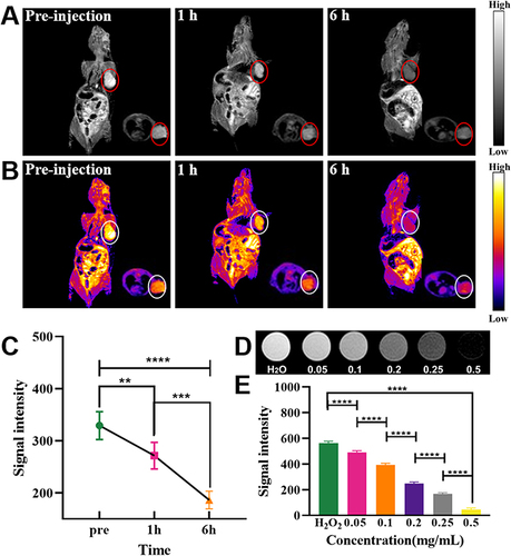 Figure 6 T2-weighted magnetic resonance imaging (A), pseudo-color images (B) and signal intensity changes at tumour sites (C) at different times in vivo in tumor-bearing nude mice; in vitro magnetic resonance imaging (D) with different concentrations of DG@NPs and their signal intensity changes (E); (****P < 0.0001, ***P < 0.001, **P < 0.01).