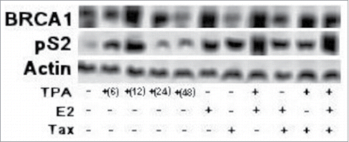 Figure 4. Effect of TPA and Tax on the expression of BRCA1 and pS2 proteins. MCF-7 cells were transfected with aTax expressing plasmid (1 μg) and treated with TPA (for different periods of time) or E2 at 5 hr before extracting the cells for western blot analysis. The whole cell extracts of the cells were examined for BRACA1 and pS2 expression by western blot analysis with anti BRCA1 and pS2 monoclonal antibodies.
