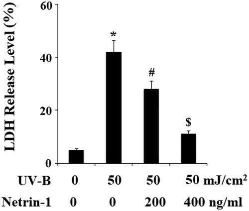 Figure 5. The UNC5b agonist netrin-1 protected ESCs against ultraviolet-B (UV-B) exposure-induced LDH release. ESCs were preincubated with netrin-1 (200, 400 ng/ml) for 12 h, followed by treatment with UV-B at 50 mJ/cm2 for 8 h. LDH release was determined by a commercial kit (ANOVA:*, #, $, p < .001 vs previous column group, n = 5).