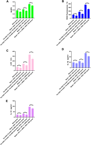 Figure 5 Content of NLRP3, ROS, LDH, IL-1 β, and IL-18 in different groupings after ROS inhibition. (A) NLRP3 Column analysis of expression in different groups, (B) ROS Column analysis of expression in different groups, (C) LDH Column analysis of expression in different groups, (D) IL-1 β Column analysis of expression in different groups, (E) IL-18 Column analysis of expression in different groups.