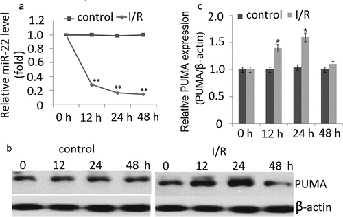 Figure 1. Expression of miR-22 and PUMA in PC12 cells subjected to I/R. (a) miR-22 was detected by qRT-PCR in PC12 cells subjected to I/R for 0–48 h. (b) Representative Western blot of PUMA in control and I/R groups. (c) The semiquantitative analysis of PUMA protein in PC12 cells at reperfusion 48 h after ischemia period. Data are presented as ±SD. *p < 0.05,**p < 0.01